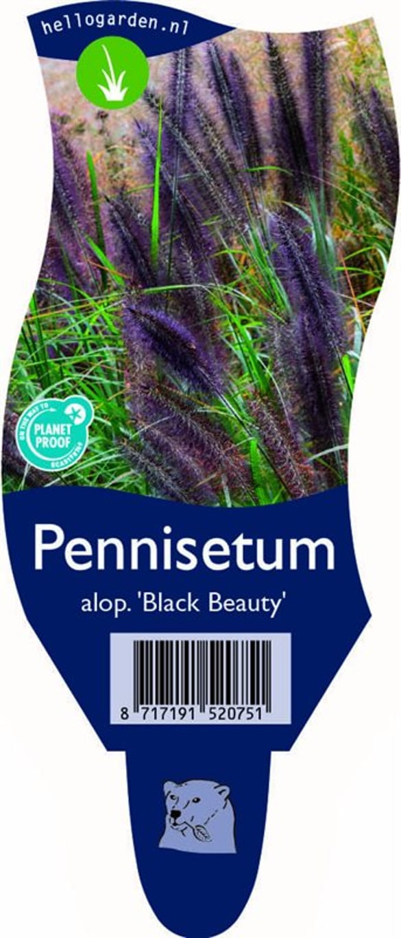 Pennisetum al. 'Black Beauty' - P11